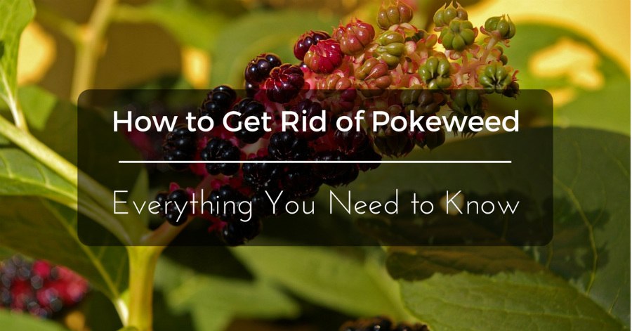 pokeweed rid know need everything remove