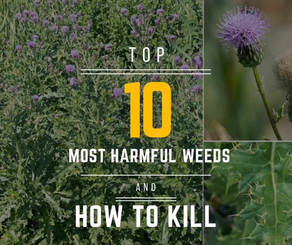 Top 10 of the Most Harmful Weeds and How to Kill Them