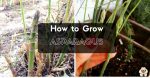 How To Grow Asparagus