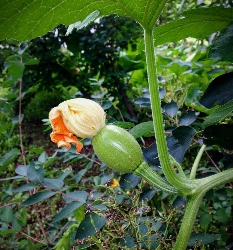 Pumpkin Fertilizer Requirements 5 Must Know Tips for Healthy Pumpkins