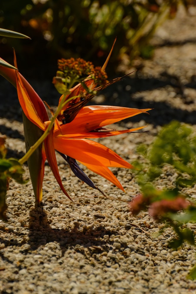 How to Take Care Of a Bird Of Paradise Plant Indoors