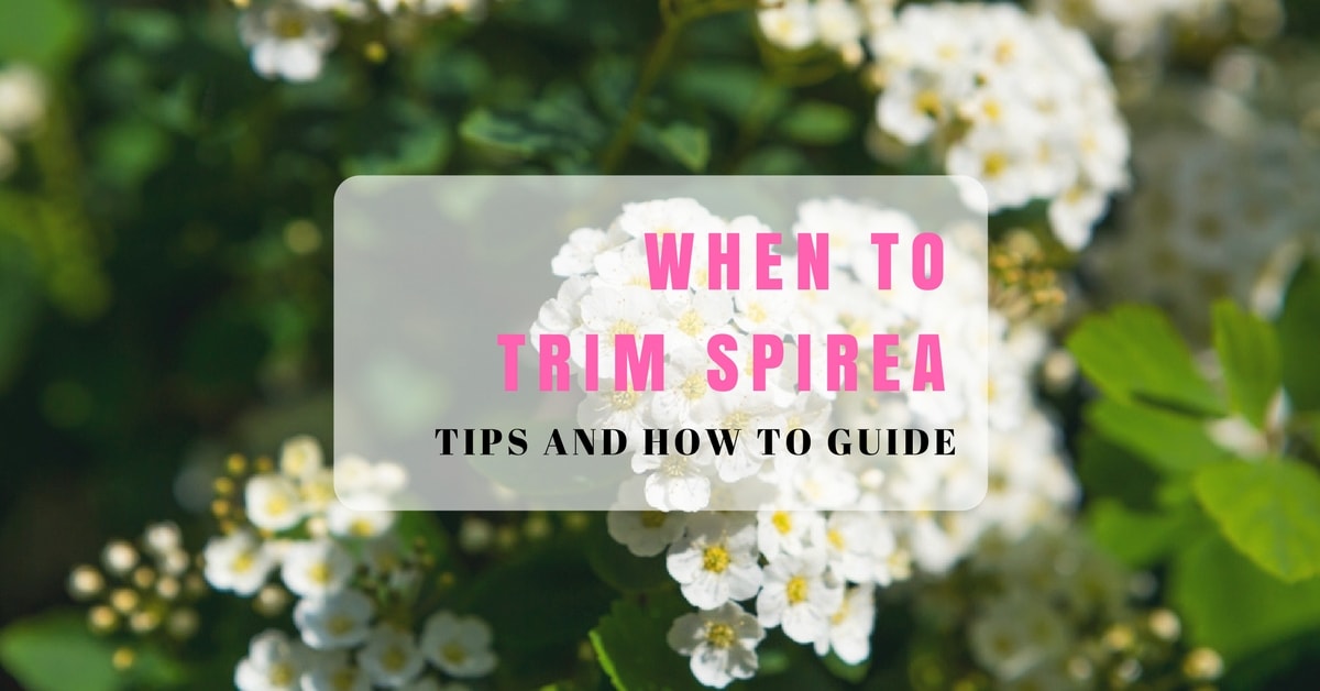 When to Trim Spirea (Easy Tips and How to) Sumo Gardener