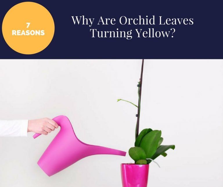 Top Reasons Why Are Orchid Leaves Turning Yellow