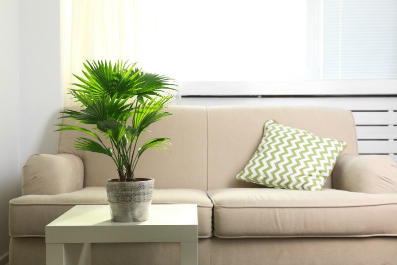 Cat Palms Care Everything You Need to Know Sumo Gardener