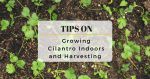 Tips on Growing Cilantro Indoors and Harvesting Them
