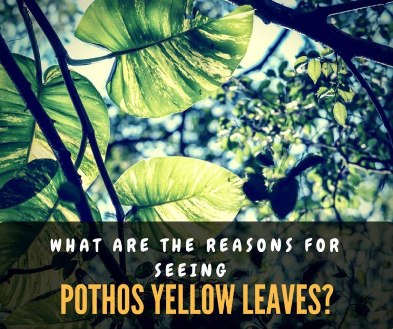 What are the Reasons for Seeing Pothos Yellow Leaves