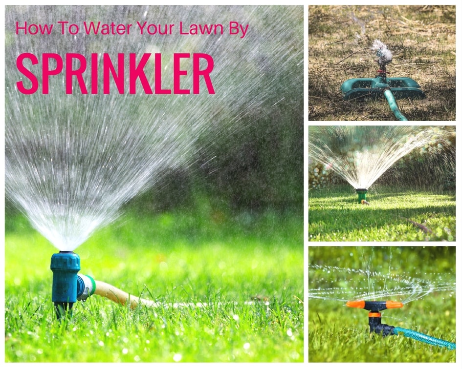 How to Water Your Lawn By Sprinkler In The Right Way Sumo Gardener