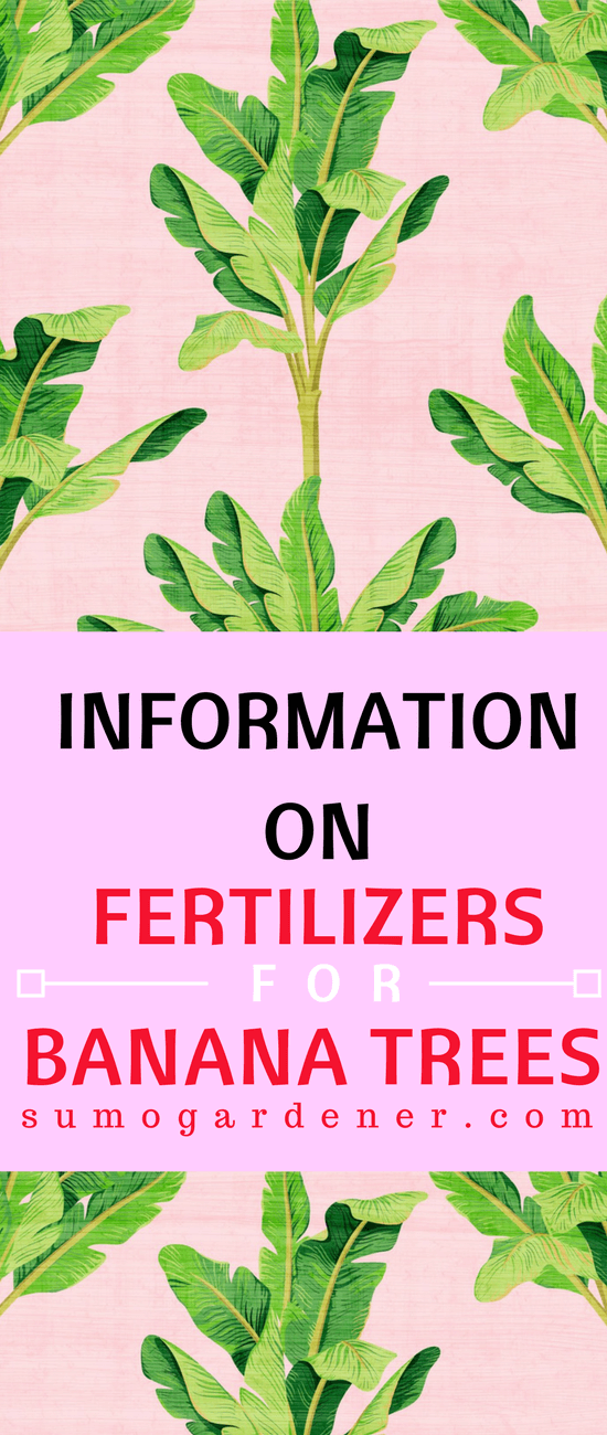 Fertilizers For Banana Trees That You Definitely Should Know
