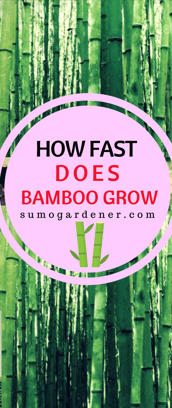 How Fast Does Bamboo Grow? How Do You Know