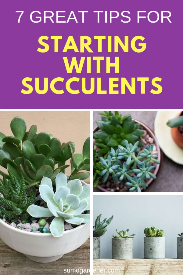 7 Great Tips For Starting With Succulents Sumo Gardener