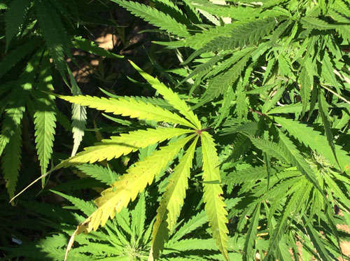 marịjuana