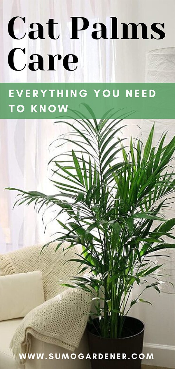 Cat Palms Care Everything You Need to Know
