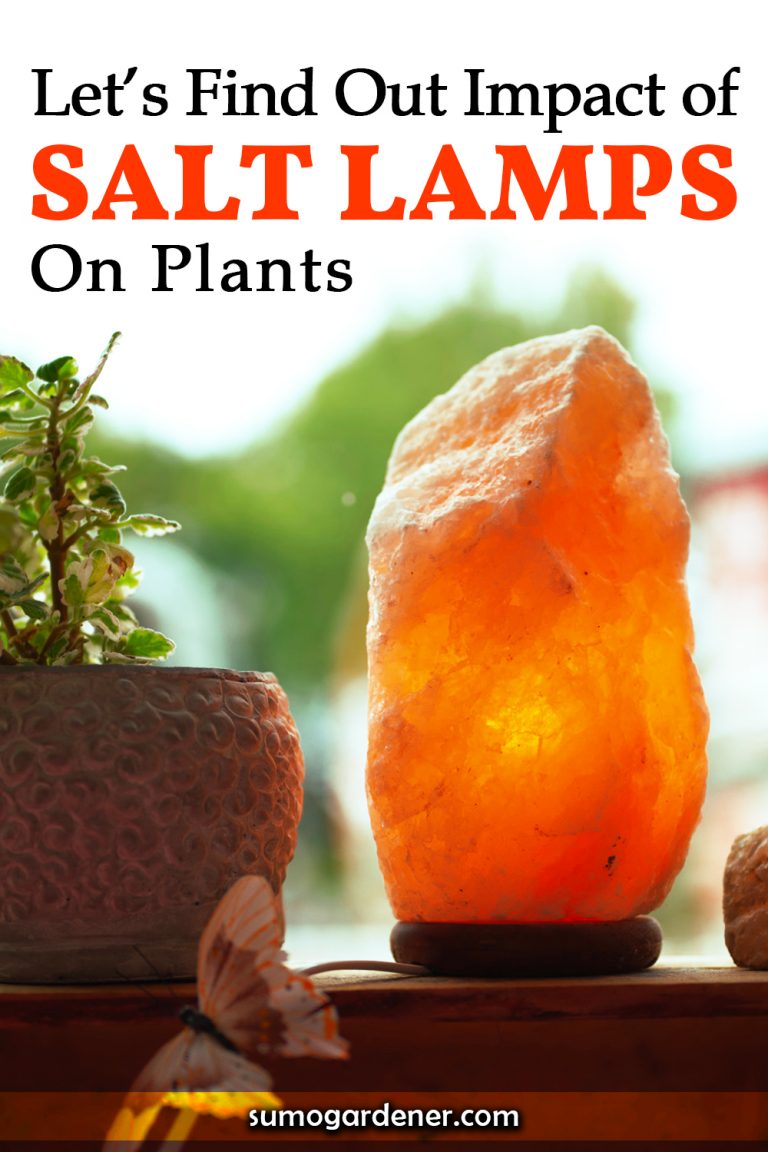 Are Salt Lamps Good for Plants? Let’s Find Out