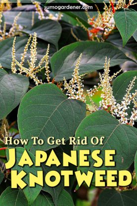 How To Get Rid Of Japanese Knotweed - Sumo Gardener