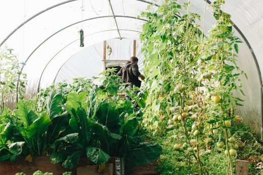 Using UV Filtered Water in Your Greenhouse