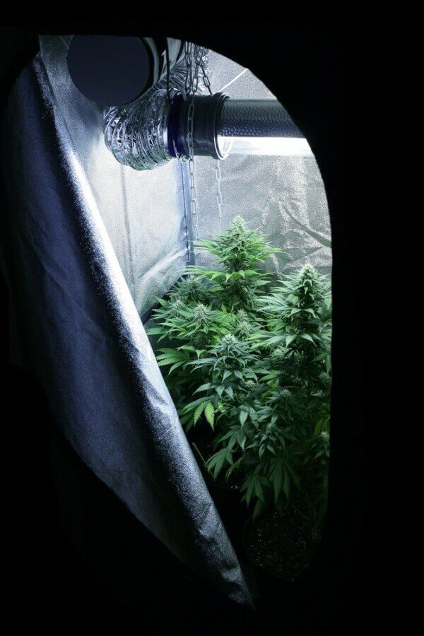 Grow Tent Setup - The Complete Guide (How To Setup Properly)