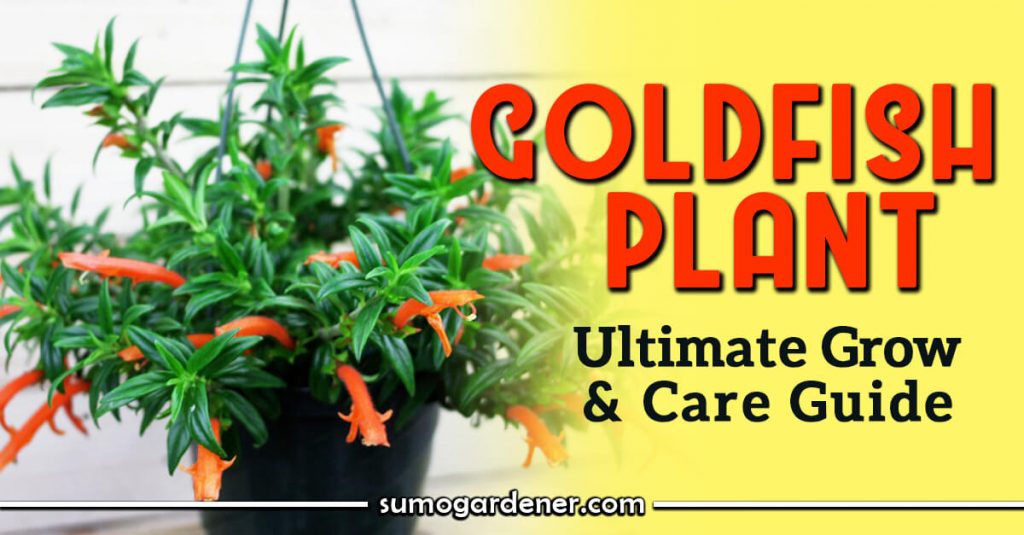 Goldfish Plant Ultimate Guide