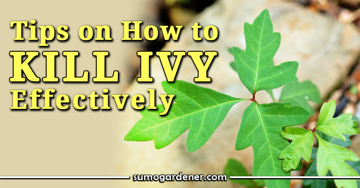 How To Kill Ivy Effectively Both on The Ground and the Tree
