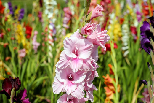 Gladiolus as one of the pastel flowers
