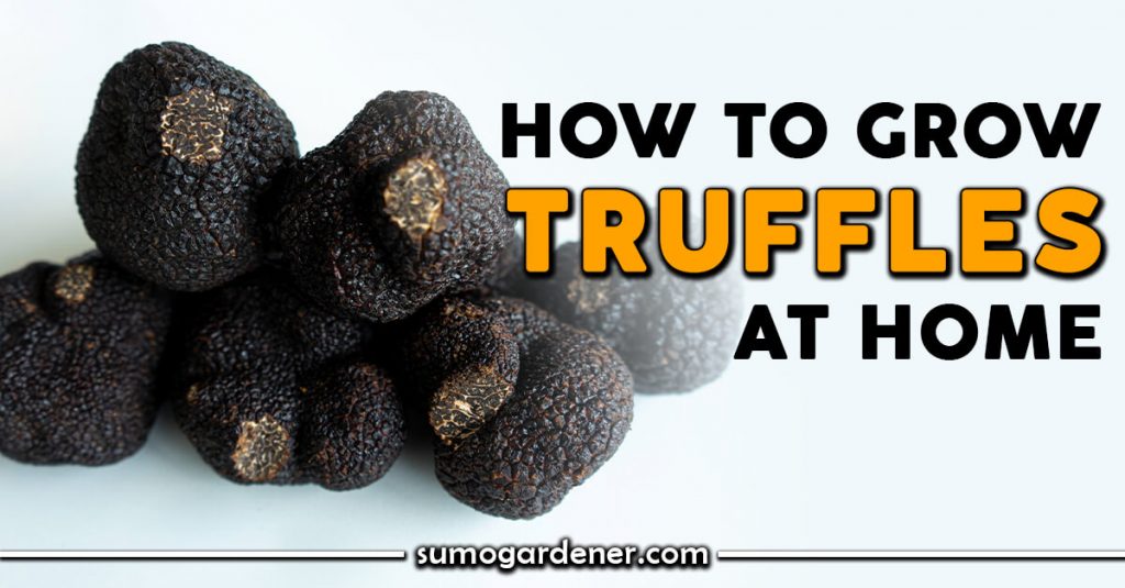 How to Grow Truffles at Home