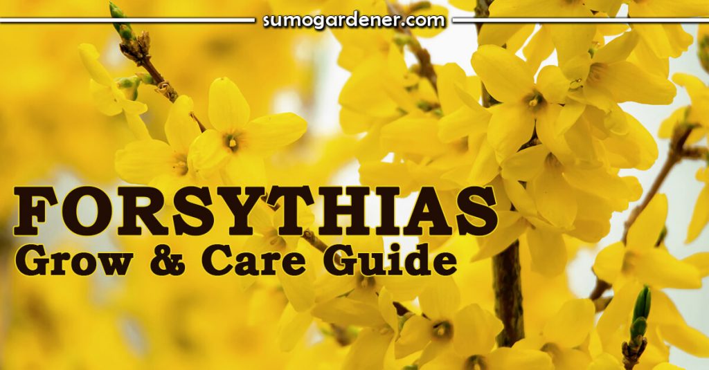 Forsythias Grow and Care Guide