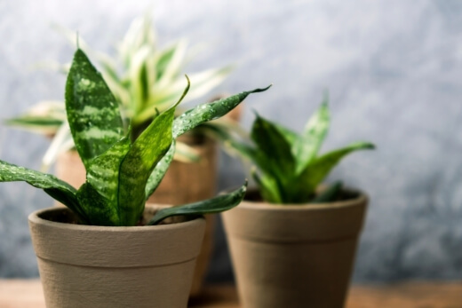 Snake plants are universally attractive and vary greatly in the patterning and the shade of green on the leaves