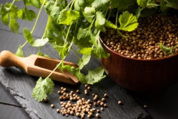 Coriander Vs Cilantro | The Ultimate Guide - Sumo Gardener