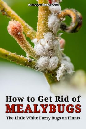How to Get Rid of Mealybugs, The Little White Fuzzy Bugs on Plants