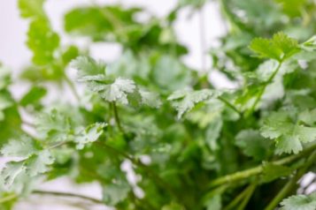 Coriander Vs Cilantro | The Ultimate Guide - Sumo Gardener