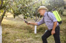 How to Get Rid of Mealybugs, The Little White Fuzzy Bugs on Plants