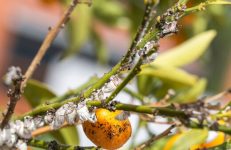 How to Get Rid of Mealybugs, The Little White Fuzzy Bugs on Plants