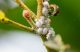 How to Get Rid of Mealybugs, The Little White Fuzzy Bugs on Plants