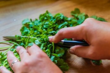 Coriander Vs Cilantro | The Ultimate Guide - Sumo Gardener