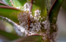 How to Get Rid of Mealybugs, The Little White Fuzzy Bugs on Plants