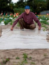Soil Solarization: Control Pests, Weeds and Soil Diseases - Sumo Gardener
