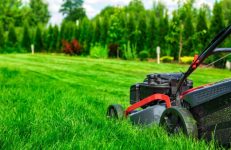 How to Get Rid of Clover Without Chemicals The Ultimate Guide