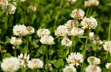 How to Get Rid of Clover Without Chemicals The Ultimate Guide