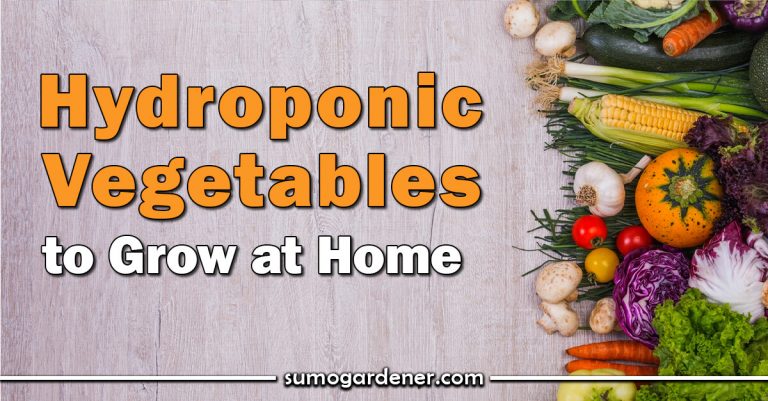 Best Hydroponic Vegetables to Grow at Home