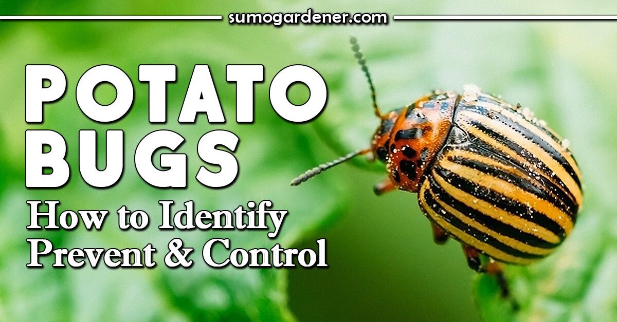 Potato Bugs How to Identify, Prevent & Control Sumo Gardener
