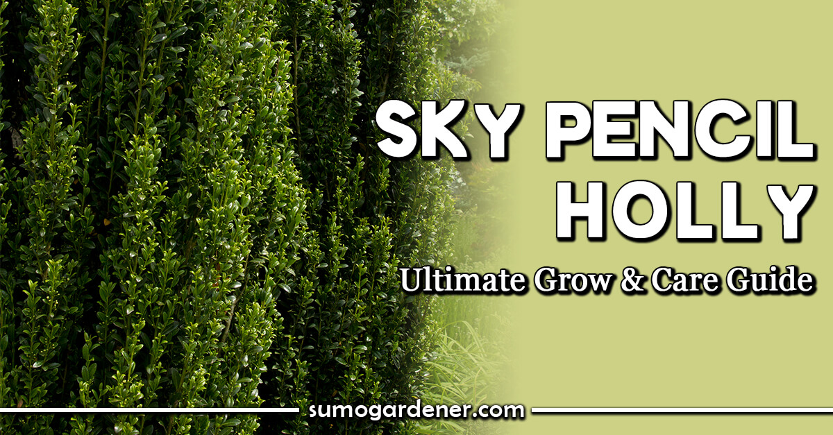 Sky Pencil Holly Ultimate Grow & Care Guide
