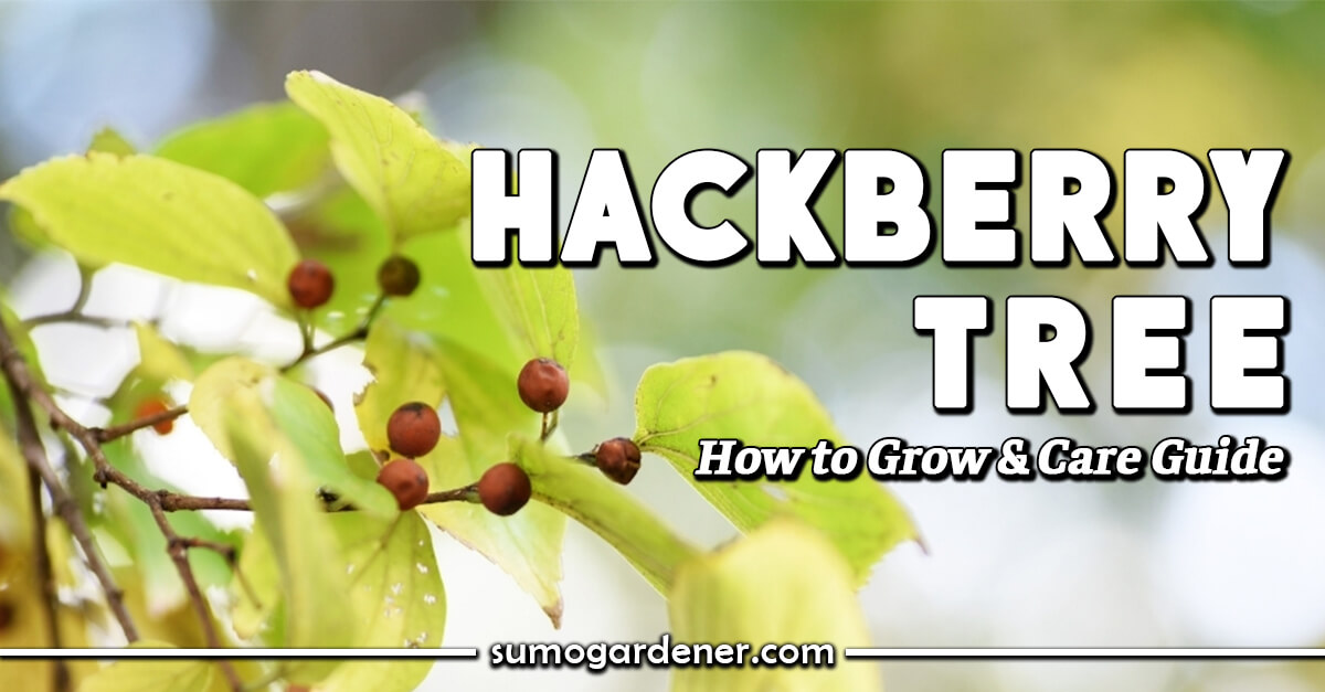 Hackberry Tree How to Grow and Care Guide Sumo Gardener