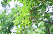 Hackberry Tree | How to Grow and Care Guide - Sumo Gardener