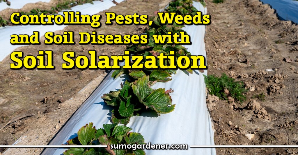 Controlling Pests, Weeds, and Soil Diseases with Soil Solarization