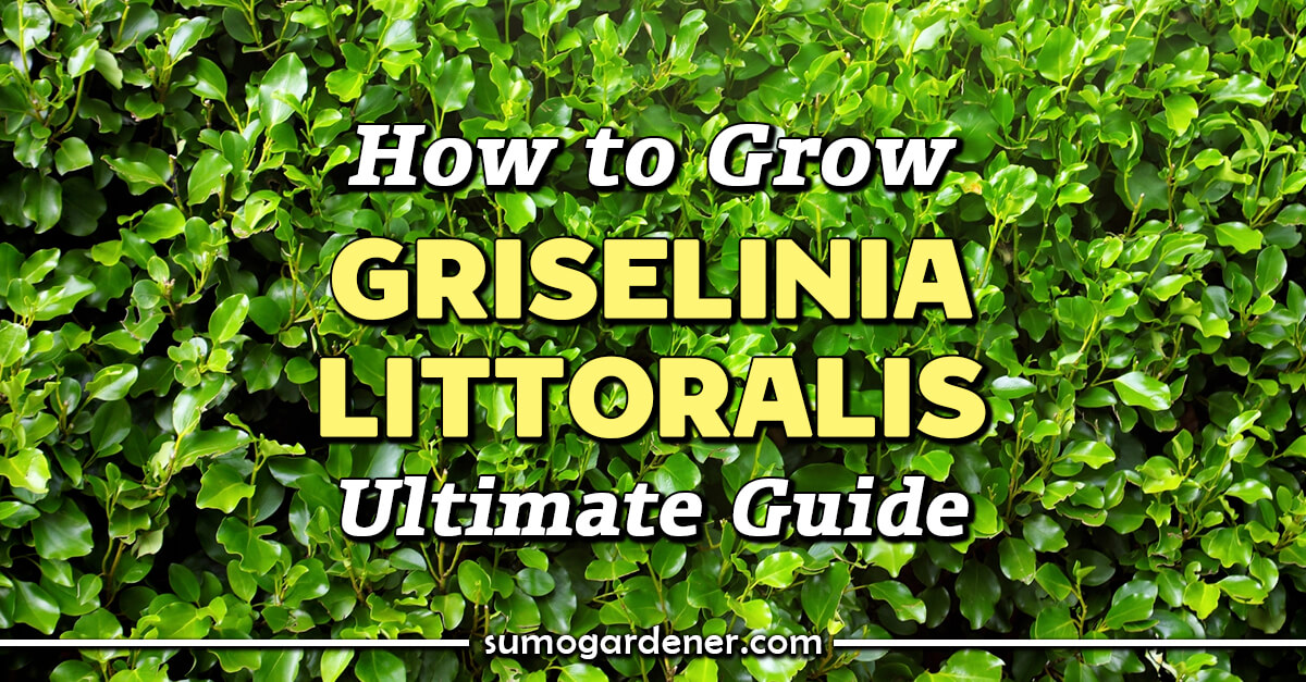How to Grow Griselinia Littoralis Ultimate Guide Sumo Gardener