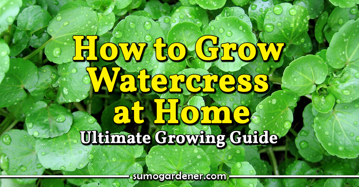 How to Grow Watercress at Home Ultimate Growing Guide Sumo Gardener
