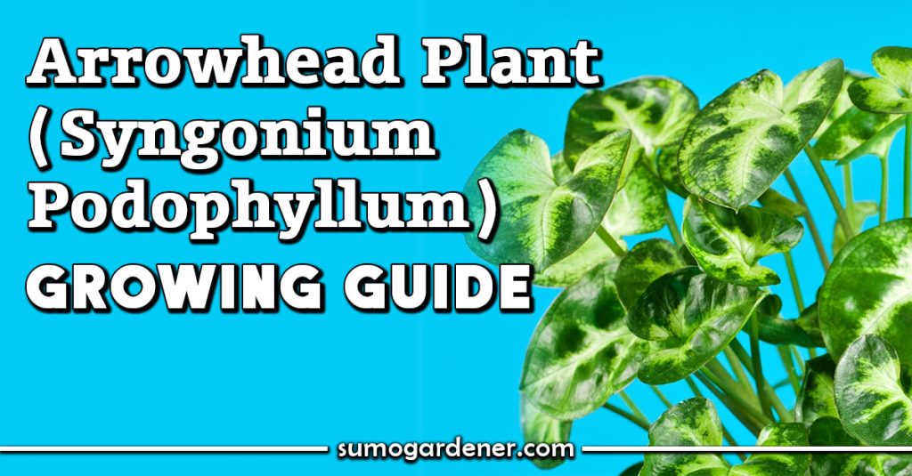 Arrowhead Plant (Syngonium Podophyllum) Growing Guide