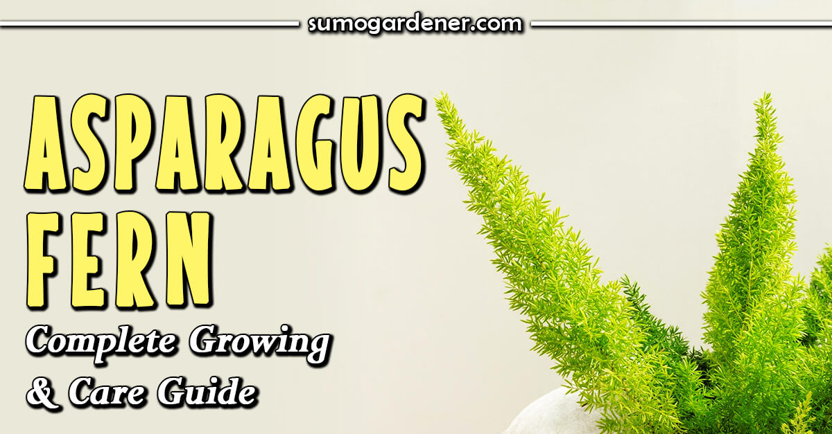 Asparagus Fern Complete Growing and Care Guide Sumo Gardener