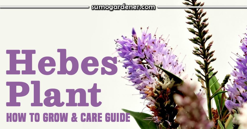 Hebes Plant – How to Grow and Care Guide