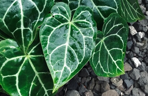 How to Grow Anthurium Crystallinum