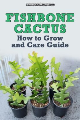 Fishbone Cactus | How to Grow and Care Guide - Sumo Gardener